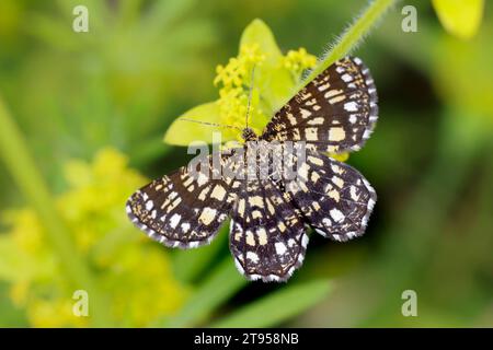 Gitterheide (Chiasmia clathrata, Phalaena clathrata, Semiothisa clathrata), Draufsicht, Kroatien Stockfoto