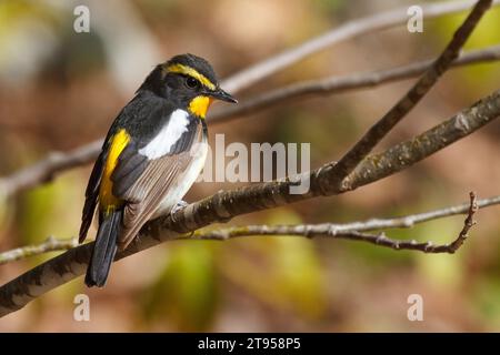 narzissus Fliegenfänger (Ficedula narcissina), männlich sitzend auf einem Ast, Japan, Hokkaido Stockfoto