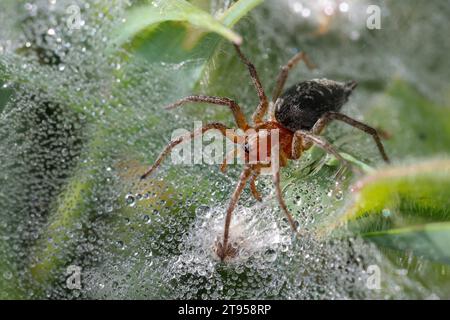 Grassentrichterweber, Labyrinthspinne (Agelena labyrinthica oder Agelena orientalis), Jungpflanze im Netz mit Morgentauropfen, Kroatien Stockfoto