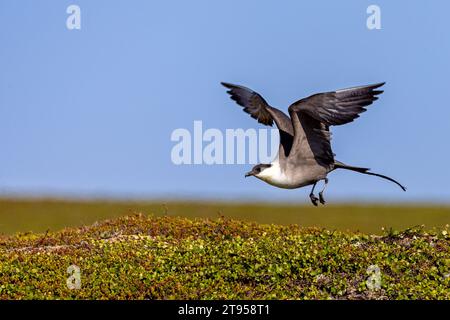 Langschwanzskua, langschwanzjaeger (Stercorarius longicaudus), Start vom Boden im Fjell, Seitenansicht, Norwegen, Varangerhalvoeya Stockfoto