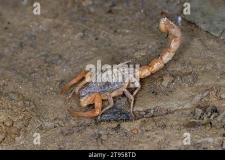 Mediterraner karierter Skorpion (Mesobuthus gibbosus), auf dem Boden, Kroatien Stockfoto