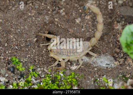 Mediterraner karierter Skorpion (Mesobuthus gibbosus), auf dem Boden, Kroatien Stockfoto