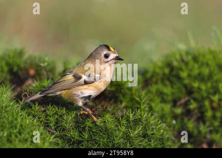 goldcrest (Regulus regulus), Weibchen auf Moos, Seitenansicht, Niederlande, Overijssel Stockfoto