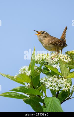 Eurasischer Zauner, nördlicher Zauner (Troglodytes troglodytes), singend männlich, Niederlande, Friesland, Makkum Stockfoto