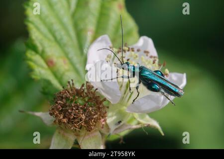 Falscher Ölkäfer, dickbeiniger Blumenkäfer, geschwollener Schenkenkäfer (Oedemera nobilis), Anwesenheit der brombeerblüten, Seitenansicht, Deutschland Stockfoto