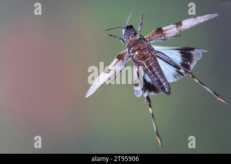 Blauflügelgrasschrecken (Oedipoda coerulescens, Oedipoda caerulescens), im Flug, Deutschland Stockfoto