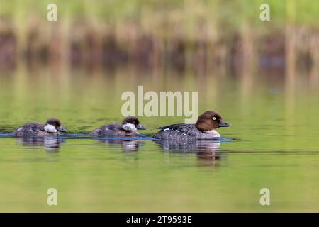 goldeneye, goldeneye Entlein (Bucephala clangula), Weibchen auf einem See mit zwei Küken, Schweden, Vaesternorrlands laen Stockfoto