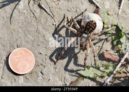 Tarantel-Geolycosa-vultuosa (Geolycosa vultuosa), weiblich mit Kokon, mit 2-Cent-Münze, Kroatien Stockfoto