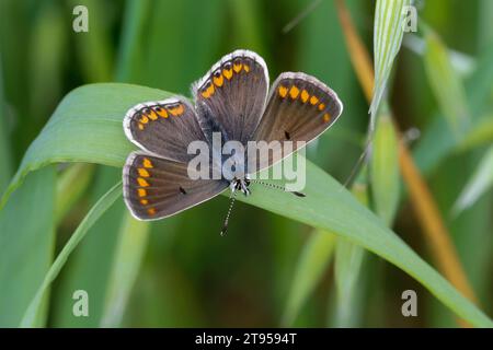 Brauner argus (Aricia agestis), sitzend auf Grasblatt, Kroatien Stockfoto