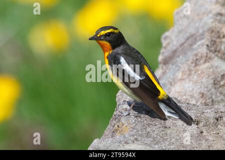 narzissus-Fliegenfänger (Ficedula narcissina), männlich auf einem Felsen, Seitenansicht, Japan, Hokkaido Stockfoto