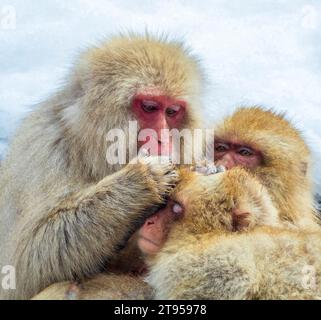 Japanische Makaken, Schneeaffen (Macaca fuscata), drei Schneaffen, die sich gegenseitig verstecken, Allopflege, Japan, Jigokudani Monkey Park Stockfoto