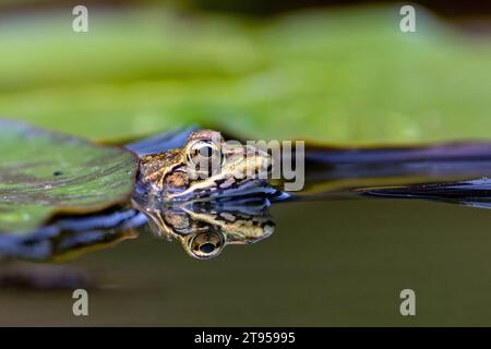 Coruna Frosch, Iberischer Wasserfrosch, Iberischer grüner Frosch, Perez-Frosch (Pelophylax perezi, Rana perezi, Rana ridibunda perezi), an der Wasseroberfläche, Stockfoto