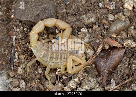 Mediterraner karierter Skorpion (Mesobuthus gibbosus), auf dem Boden, Kroatien Stockfoto