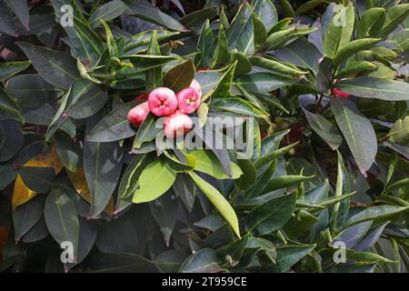 Wachsapfel, Java-Apfel, Semarang-Rosenapfel, Wachsjambu (Syzygium samarangense), Früchte auf einem Baum, Madeira Stockfoto