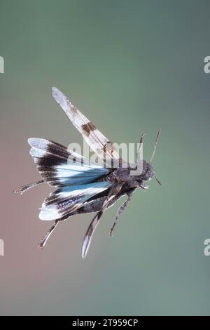 Blauflügelgrasschrecken (Oedipoda coerulescens, Oedipoda caerulescens), im Flug, Deutschland Stockfoto