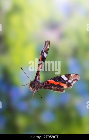 Roter Admiral (Vanessa atalanta, Pyrameis atalanta), im Flug, Deutschland Stockfoto