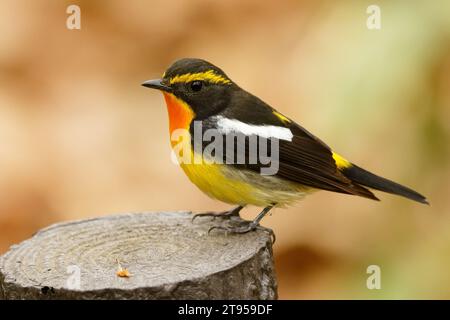 narzissus-Fliegenfänger (Ficedula narcissina), männlich auf einem Baumstumpf, Seitenansicht, Japan, Hokkaido Stockfoto