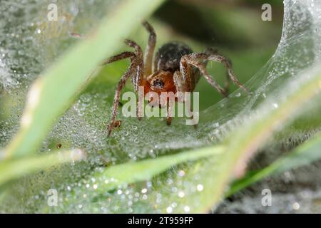 Grassentrichterweber, Labyrinthspinne (Agelena labyrinthica oder Agelena orientalis), Jungpflanze im Netz mit Morgentauropfen, Kroatien Stockfoto