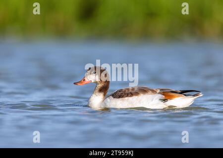 Gemeine Schutzente (Tadorna tadorna), Schwimmen im Jugendgefieder, Seitenansicht, Niederlande, Friesland Stockfoto