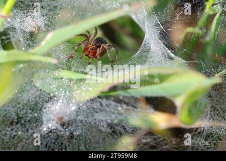 Grassentrichterweber, Labyrinthspinne (Agelena labyrinthica oder Agelena orientalis), Jungpflanze im Netz mit Morgentauropfen, Kroatien Stockfoto