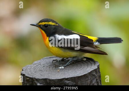 narzissus-Fliegenfänger (Ficedula narcissina), männlich auf einem Baumstumpf, Seitenansicht, Japan, Hokkaido Stockfoto