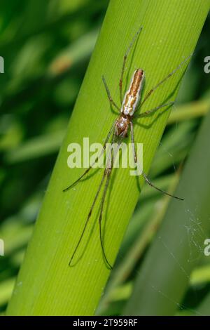 Langkiefer-Spinne, Langkiefer-Orbenweber, silberne Stretchspinne (Tetragnatha montana), kopfüber an einem Pflanzenstiel, dorsale Ansicht, Deutschland Stockfoto