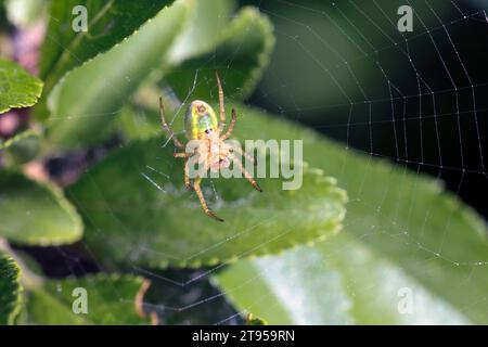 Gurkengrüne Spinne (Araniella spec.), sitzend im Netz auf einem Zweig, Deutschland Stockfoto