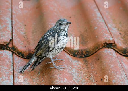 Misteldrossel (Turdus viscivorus), unreif auf einem Dach, Deutschland Stockfoto