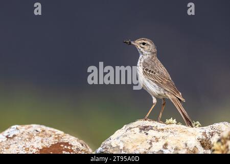 Kanarische Pitpit, Berthelot's Pipit (Anthus berthelotii), auf einem Stein mit Futter im Schnabel stehend, Seitenansicht, Kanarische Inseln, Lanzarote Stockfoto