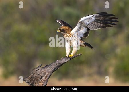Stiefeladler (Hieraaetus pennatus, Aquila pennata), leichte Morphlandung auf einem toten Baum, Seitenansicht, Spanien, Extremadura Stockfoto