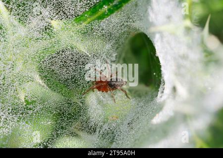 Grassentrichterweber, Labyrinthspinne (Agelena labyrinthica oder Agelena orientalis), Jungpflanze im Netz mit Morgentauropfen, Kroatien Stockfoto