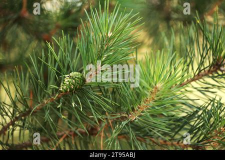 Nadelbäume im Frühling. Nahaufnahme von Kegeln und jungen Triebe an den Tannenzweigen. Junge Knospen mit Kegeln auf Fichte. Grüne lange Nadeln an einem Ast W Stockfoto