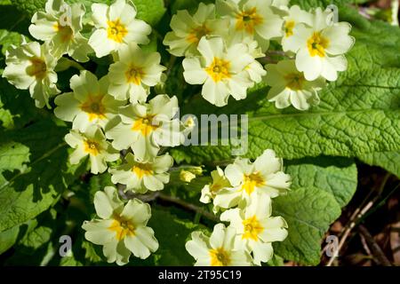 Eine Primrose (Primula vulgaris) im Schatten eines Baumes im Fillongley Park, Denman Island, British Columbia, Kanada Stockfoto