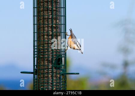 Rotbrust Nuthatch (Sitta canadensis), die im September in Nanaimo, BC, Kanada, auf einem Vogelfutterhäuschen mit einem Sonnenblumensamen im Schnabel thronte Stockfoto