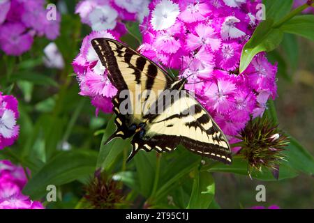 Westlicher Tiger-Schwalbenschwanz (Papilio rutulus)-Schmetterling, der eine süße William-Blüte (Dianthus barbatus) im Garten in Nanaimo, BC, Kanada bestäubt Stockfoto