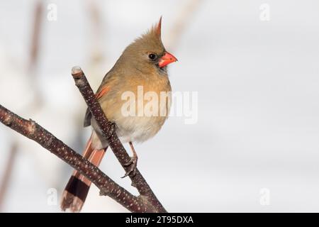 Nahaufnahme weiblicher Nordkardinal (Cardinalis cardinalis) auf Papier Birkenbaumzweig, mit verschwommenem Hintergrund im Norden von Minnesota USA Stockfoto