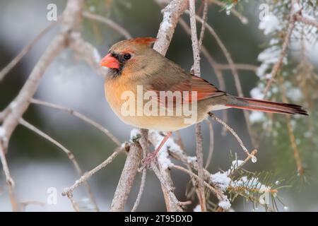 Nahaufnahme weiblicher Kardinal (Cardinalis cardinalis), der in den schneebedeckten Ästen der Weißfichte im Chippewa National Forest im Norden von Minnesota, USA, thront Stockfoto