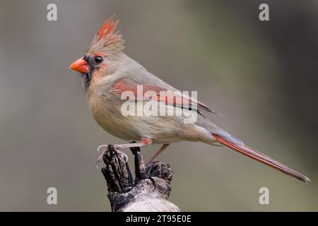 Nahaufnahme männlicher Nordkardinal (Cardinalis cardinalis), der auf totem Baum thront, mit verschwommenem Hintergrund im Norden von Minnesota USA Stockfoto