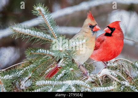 Digitales Ölgemälde männlicher und weiblicher nördlicher Kardinal (Cardinalis cardinalis), der in der Schneedecke der Fichte im Norden von Minnesota, USA, thront Stockfoto