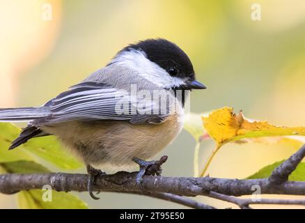 Nahaufnahme Black Capped Chickadee (Poecile atricapillus), die auf den Zweigen eines Paper Birch Chippewa National Forest im Norden von Minnesota, USA, thront Stockfoto