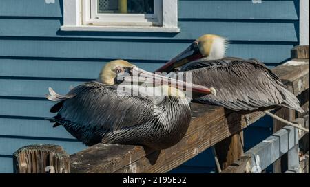 Zwei braune Pelikane auf dem Geländer des Oceanside Pier in Südkalifornien Stockfoto