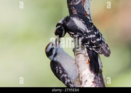 Close up Downy Woodpecker (Picoides pubescens) Fütterung junger Jungvögel auf Birkenbaum mit verschwommenem Hintergrund im Norden von Minnesota USA Stockfoto