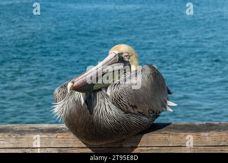 Brauner Pelikan auf dem Geländer des Oceanside Pier in Südkalifornien Stockfoto