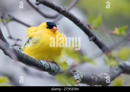 Nahaufnahme männlicher amerikanischer Goldfinch (Spinus tristis) in seinen hellen Paarungsfarben auf einem unscharfen Hintergrund eines Baumzweigs im Norden von Minnesota USA Stockfoto