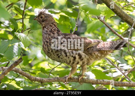 Close Up Ruffed Grouse (Bonasa umbellus) thront im Sommer auf Baumzweigen im Chippewa National Forest im Norden von Minnesota, USA Stockfoto