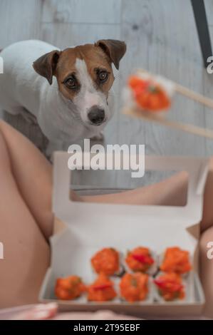 Eine Frau sitzt auf dem Sofa und isst Brötchen. Jack Russell Terrier Hund sitzt auf dem Boden und bittet um Essen von seinem Besitzer. Stockfoto