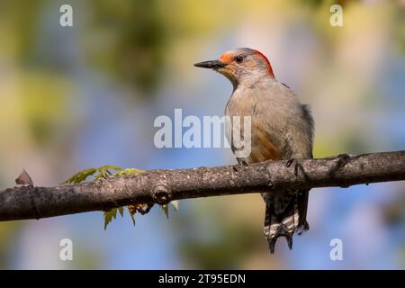 Nahaufnahme Rotbauchspecht (Melanerpes carolinus) auf einem verschwommenen Hintergrund im Chippewa National Forest im Norden von Minnesota, USA Stockfoto