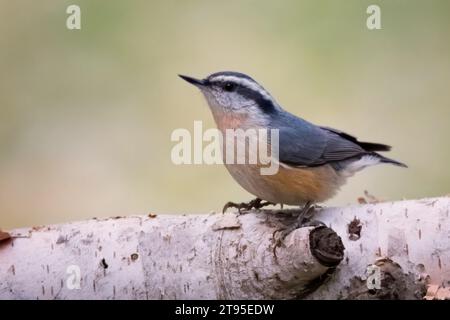 Close Up Red Breasted Nuthatch (Sitta canadensis) auf einem unscharfen Hintergrund von Birkenzweigen im Chippewa National Forest im Norden von Minnesota, USA Stockfoto