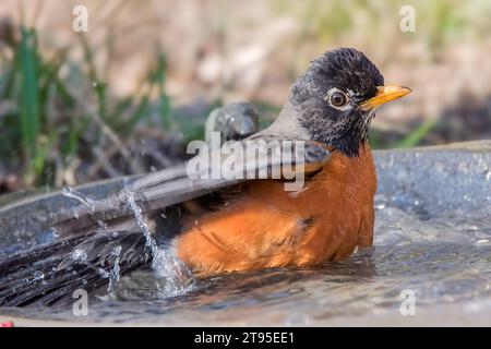 Nahaufnahme American Robin (Turdus migratorius), der im Chippewa National Forest im Norden von Minnesota, USA, ein Planschbad nimmt Stockfoto