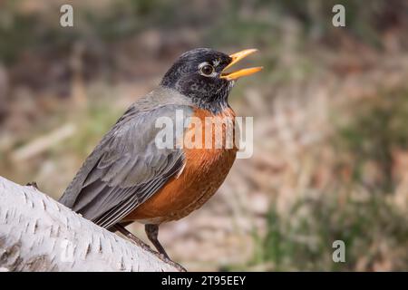 Nahaufnahme American Robin (Turdus migratorius), der auf einem unscharfen Hintergrund von Birken im Chippewa National Forest im Norden von Minnesota, USA, thront Stockfoto